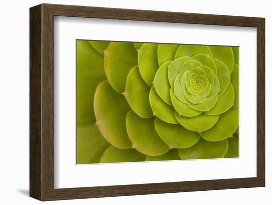 Rosette of Aeonium leaves (photo)-null-Framed Photographic Print