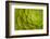 Rosette of Aeonium leaves (photo)-null-Framed Photographic Print
