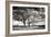 Roseville Oaks BW-Alan Hausenflock-Framed Photographic Print