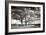 Roseville Oaks BW-Alan Hausenflock-Framed Photographic Print