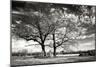 Roseville Oaks BW-Alan Hausenflock-Mounted Photographic Print