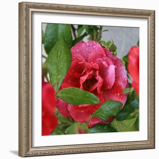 Rosey Dew Drops I-Nicole Katano-Framed Photo