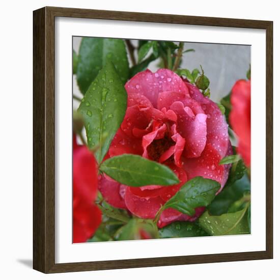 Rosey Dew Drops I-Nicole Katano-Framed Photo