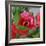 Rosey Dew Drops I-Nicole Katano-Framed Photo