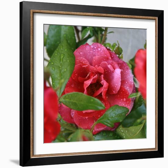 Rosey Dew Drops I-Nicole Katano-Framed Photo