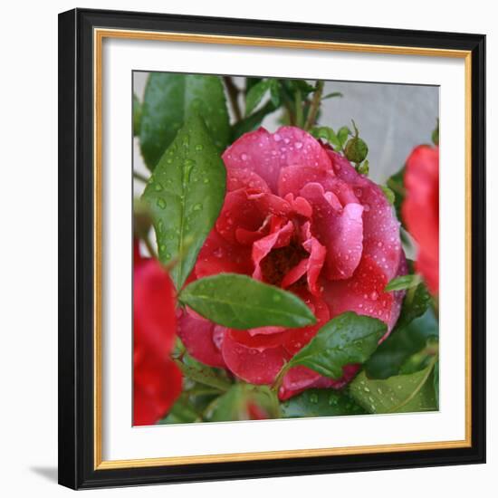 Rosey Dew Drops I-Nicole Katano-Framed Photo