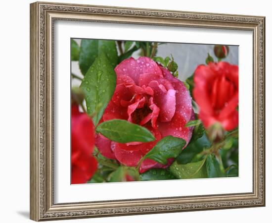 Rosey Dew Drops II-Nicole Katano-Framed Photo