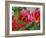 Rosey Dew Drops II-Nicole Katano-Framed Photo