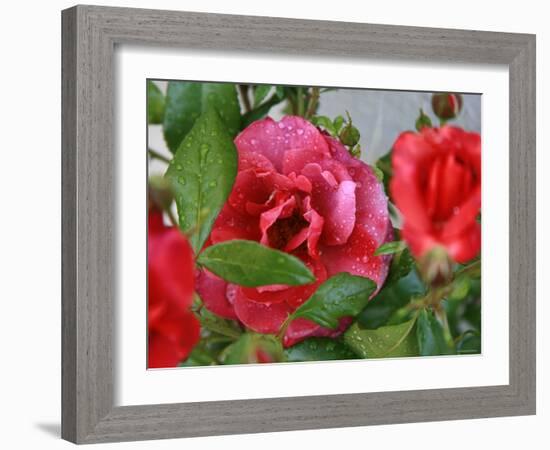 Rosey Dew Drops II-Nicole Katano-Framed Photo