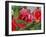 Rosey Dew Drops II-Nicole Katano-Framed Photo