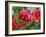 Rosey Dew Drops II-Nicole Katano-Framed Photo