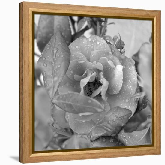 Rosey Dew Drops-Nicole Katano-Framed Stretched Canvas