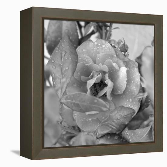 Rosey Dew Drops-Nicole Katano-Framed Stretched Canvas