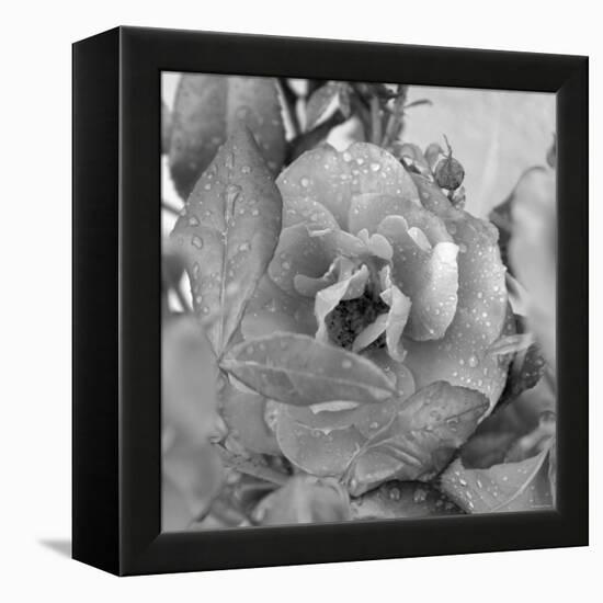 Rosey Dew Drops-Nicole Katano-Framed Stretched Canvas