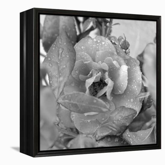 Rosey Dew Drops-Nicole Katano-Framed Stretched Canvas