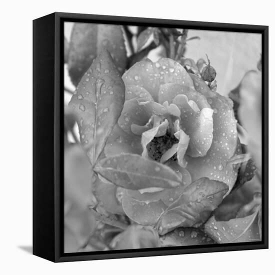 Rosey Dew Drops-Nicole Katano-Framed Stretched Canvas