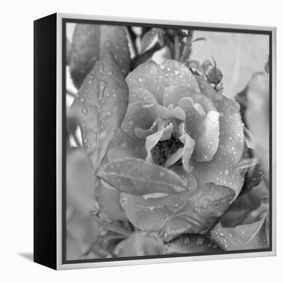 Rosey Dew Drops-Nicole Katano-Framed Stretched Canvas