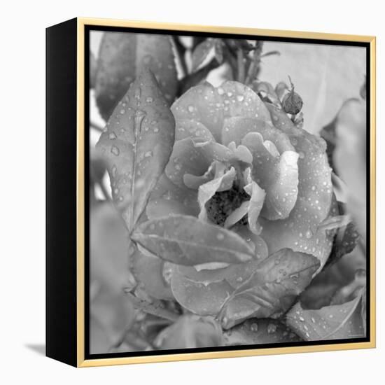 Rosey Dew Drops-Nicole Katano-Framed Stretched Canvas