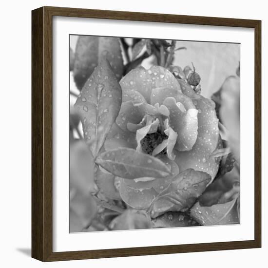 Rosey Dew Drops-Nicole Katano-Framed Photo