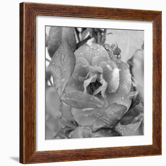 Rosey Dew Drops-Nicole Katano-Framed Photo