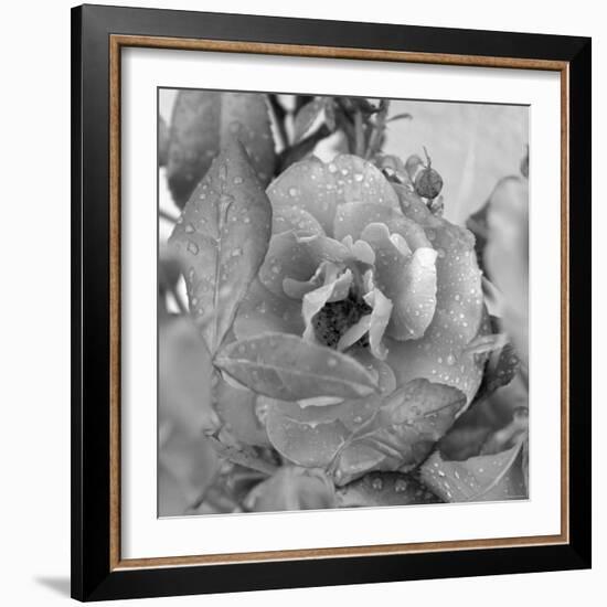 Rosey Dew Drops-Nicole Katano-Framed Photo