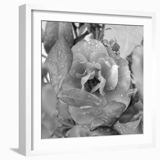 Rosey Dew Drops-Nicole Katano-Framed Photo