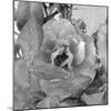 Rosey Dew Drops-Nicole Katano-Mounted Photo