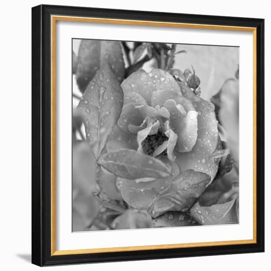 Rosey Dew Drops-Nicole Katano-Framed Photo