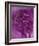 Rosiers en Diagonale-Jean Messagier-Framed Limited Edition