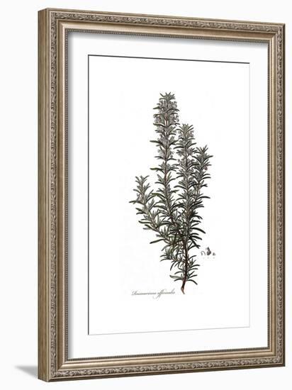 Rosmarinus Officinalis, Flora Graeca-Ferdinand Bauer-Framed Giclee Print