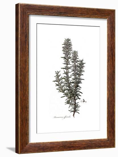 Rosmarinus Officinalis, Flora Graeca-Ferdinand Bauer-Framed Giclee Print