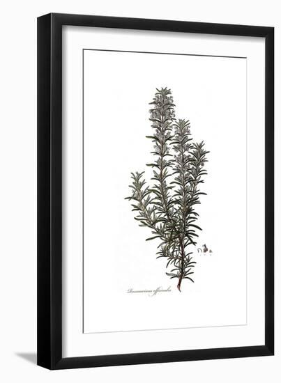 Rosmarinus Officinalis, Flora Graeca-Ferdinand Bauer-Framed Giclee Print