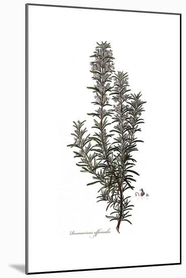 Rosmarinus Officinalis, Flora Graeca-Ferdinand Bauer-Mounted Giclee Print