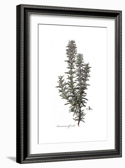 Rosmarinus Officinalis, Flora Graeca-Ferdinand Bauer-Framed Giclee Print