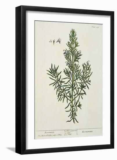 Rosmarinus Officinalis, from 'A Curious Herbal', 1782-Elizabeth Blackwell-Framed Giclee Print