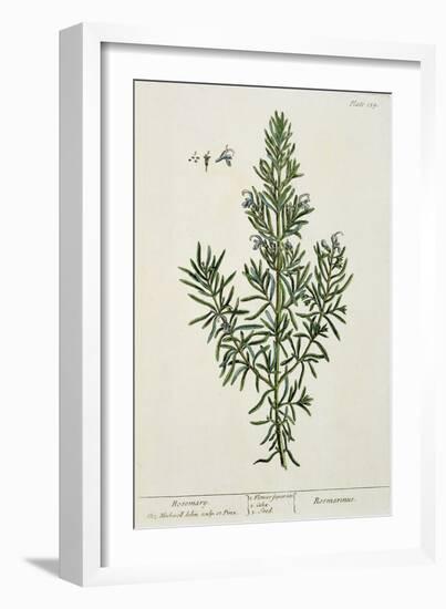 Rosmarinus Officinalis, from 'A Curious Herbal', 1782-Elizabeth Blackwell-Framed Giclee Print