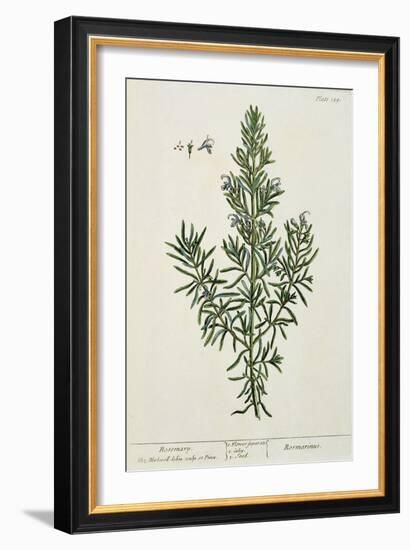 Rosmarinus Officinalis, from 'A Curious Herbal', 1782-Elizabeth Blackwell-Framed Giclee Print