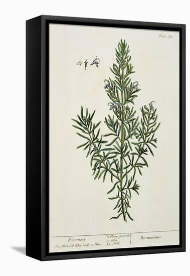 Rosmarinus Officinalis, from 'A Curious Herbal', 1782-Elizabeth Blackwell-Framed Premier Image Canvas