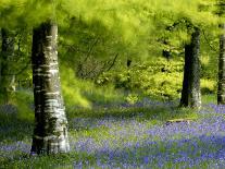 Track Leading Through Lanhydrock Beech Woodland with Bluebells in Spring, Cornwall, UK-Ross Hoddinott-Photographic Print