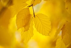 European Beech Tree {Fagus Sylvatica} Yellow Leaves in Autumn, Sence Valley, Leicestershire, UK-Ross Hoddinott-Photographic Print