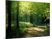 Photographic Print