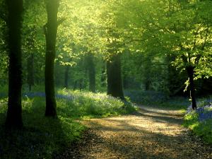 Track Leading Through Lanhydrock Beech Woodland with Bluebells in Spring, Cornwall, UK by Ross Hoddinott