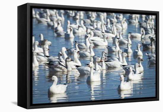 Ross's and Snow Geese in Freshwater Pond, Bosque Del Apache Nwr, New Mexico-Maresa Pryor-Framed Premier Image Canvas