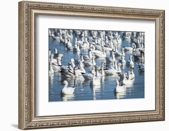 Ross's and Snow Geese in Freshwater Pond, Bosque Del Apache Nwr, New Mexico-Maresa Pryor-Framed Photographic Print