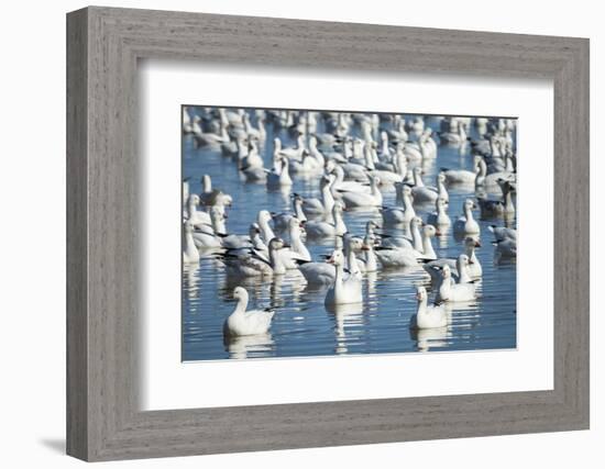 Ross's and Snow Geese in Freshwater Pond, Bosque Del Apache Nwr, New Mexico-Maresa Pryor-Framed Photographic Print