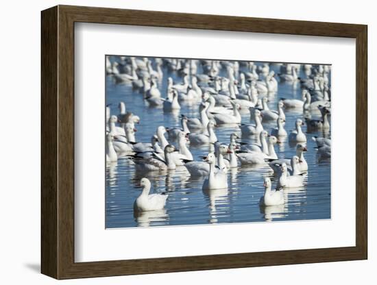 Ross's and Snow Geese in Freshwater Pond, Bosque Del Apache Nwr, New Mexico-Maresa Pryor-Framed Photographic Print