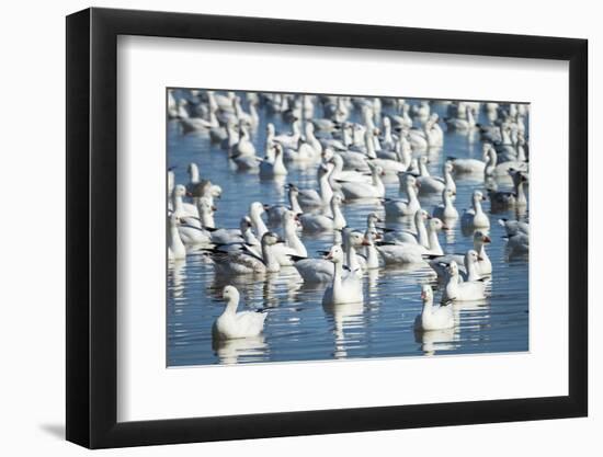 Ross's and Snow Geese in Freshwater Pond, Bosque Del Apache Nwr, New Mexico-Maresa Pryor-Framed Photographic Print