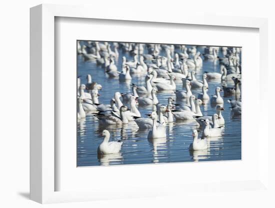 Ross's and Snow Geese in Freshwater Pond, Bosque Del Apache Nwr, New Mexico-Maresa Pryor-Framed Photographic Print