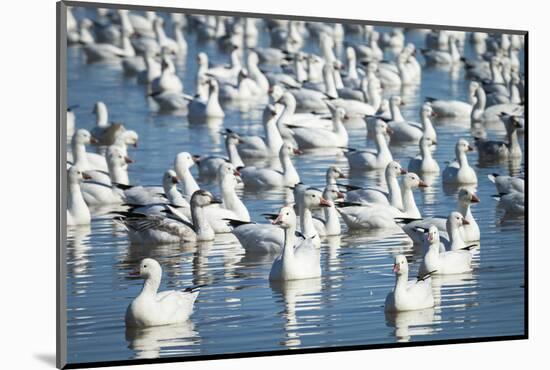 Ross's and Snow Geese in Freshwater Pond, Bosque Del Apache Nwr, New Mexico-Maresa Pryor-Mounted Photographic Print