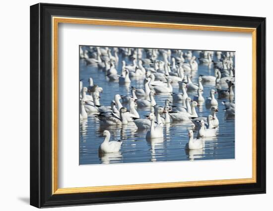 Ross's and Snow Geese in Freshwater Pond, Bosque Del Apache Nwr, New Mexico-Maresa Pryor-Framed Photographic Print